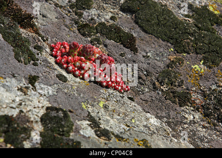 Spinnennetz Hauslauch, Cobweb Hauswurz (Sempervivum Arachnoideum), wächst auf einem Felsen, der Schweiz, Wallis Stockfoto