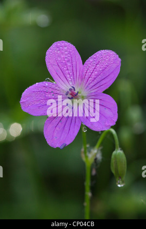 Sumpf-Storchschnabel (Geranium Palustre), Blume, Deutschland, Baden-Württemberg Stockfoto