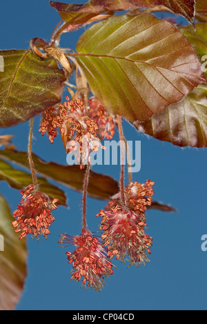 Blutbuche (Fagus Sylvatica var. Purpurea, Fagus Sylvatica 'Atropunicea', Fagus Sylvatica Atropunicea), männliche Blütenstände, Deutschland Stockfoto