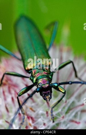 Moschus-Käfer (Aromia Moschata), sitzt auf einer Blume, Deutschland, Baden-Württemberg Stockfoto