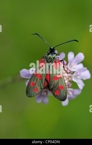 Sechs-Spot Burnet (Zygaena Filipendulae, Anthrocera Filipendulae), sitzt auf einer Blume, Deutschland, Baden-Württemberg Stockfoto
