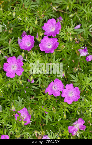 blutige Storchschnabel, Blutroter Storchschnabel (Geranium Sanguineum), blühen, Deutschland Stockfoto