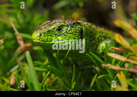 Zauneidechse (Lacerta Agilis), Porträt eines Mannes auf Grünpflanzen, Deutschland, Baden-Württemberg, Leinzell Stockfoto