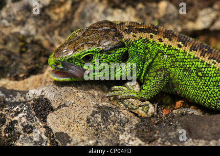 Zauneidechse (Lacerta Agilis), sitzt auf einem Felsen lecken Maul, Deutschland, Baden-Württemberg, Leinzell Stockfoto