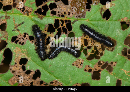 Erle Getreidehähnchen (Agelastica Alni), Larven ernähren sich von Erle Blätter, Deutschland Stockfoto