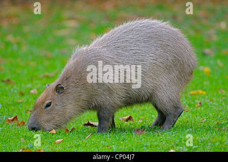 Capybara, Carpincho (Hydrochaeris Hydrochaeris, Hydrochoeris Hydrochaeris), Weiden Stockfoto