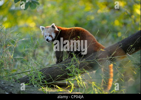 kleinere Panda, roter Panda (Ailurus Fulgens), sitzen auf einem Baumstamm Stockfoto