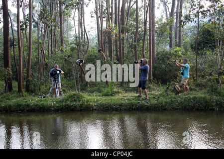 Fotografieren ein Lemur in Madagaskar mit einer ITV-Film-Crew. Vakona Forest Lodge Reserve, Andasibe, Madagaskar, Afrika. Stockfoto