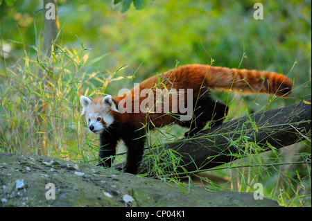 kleinere Panda, roter Panda (Ailurus Fulgens), zu Fuß entlang einem Baumstamm Stockfoto
