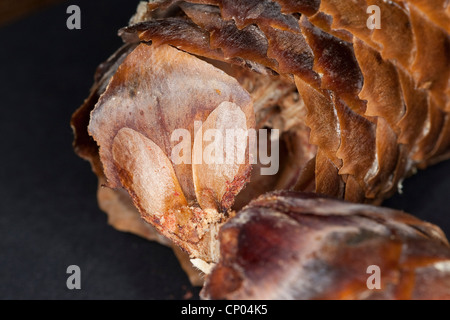 Norwegen Fichte (Picea Abies), Samen von einer Fichte im Maßstab des Kegels, Deutschland Stockfoto