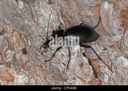 Glatten Boden Käfer (Carabus Glabratus, Oreocarabus Glabratus), sitzen auf Rinde, Deutschland Stockfoto