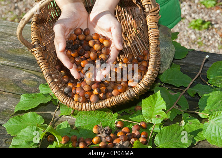 Gemeinsame Hasel (Corylus Avellana), reifen Nüssen gesammelt in einem Korb, Deutschland Stockfoto