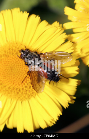 Parasit-Fliege (Eriothrix Rufomaculata: Tachinidae) auf gelbes Berufkraut, UK. Stockfoto