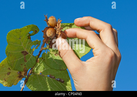 Gemeinsame Hasel (Corylus Avellana), reifen Nüssen gepflückt aus einem Busch, Deutschland Stockfoto