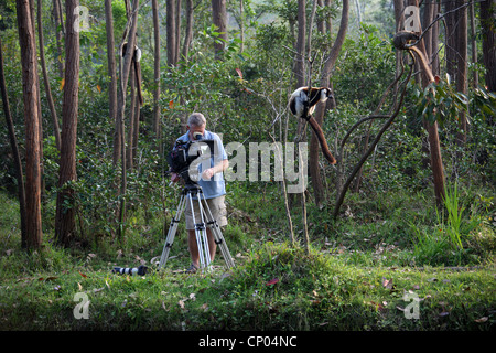 Ein ITV Film Crew Kameramann filmt Lemuren in Madagaskar. Vakona Forest Lodge Reserve, Andasibe, Madagaskar, Afrika. Stockfoto