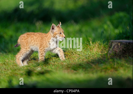 Eurasischer Luchs (Lynx Lynx), pup auf einer Wiese, Deutschland Stockfoto