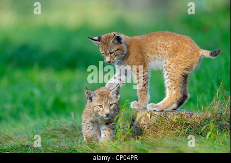 Eurasischer Luchs (Lynx Lynx), spielen der Welpen, Deutschland Stockfoto