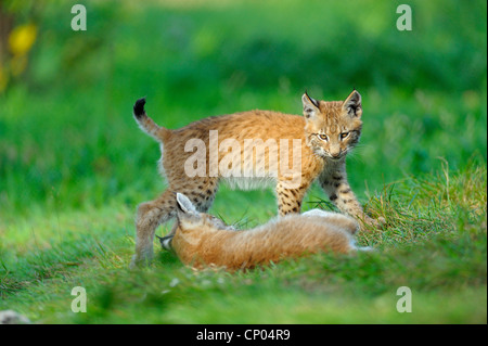 Eurasischer Luchs (Lynx Lynx), spielen der Welpen, Deutschland Stockfoto