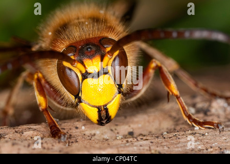 Hornet, braune Hornisse, Europäische Hornisse (Vespa Crabro), Porträt, Deutschland Stockfoto