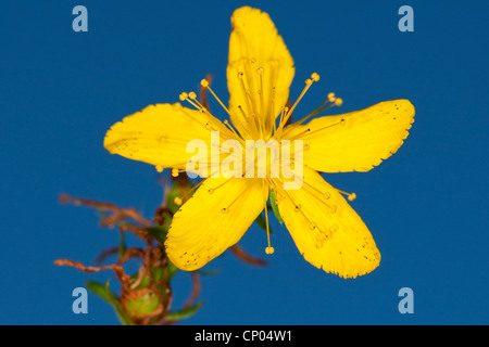 gemeinsamen St-Johanniskraut, Perforieren St-Johanniskraut, Klamath Weed, St.-Johanniskraut (Hypericum Perforatum), Blume, Deutschland Stockfoto