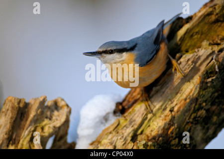 Eurasische Kleiber (Sitta Europaea), sitzen auf einem Baumstamm, Deutschland, Nordrhein-Westfalen Stockfoto