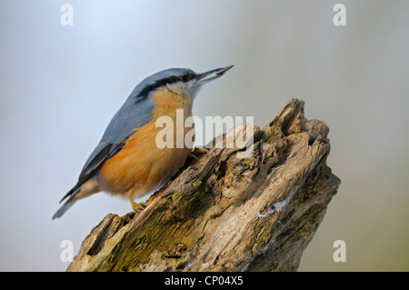 Eurasische Kleiber (Sitta Europaea), sitzt an einem Baum Haken, Deutschland, Nordrhein-Westfalen Stockfoto