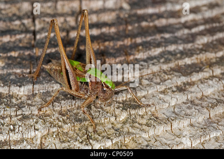 Moor Bush Cricket, Bog Bushcricket (Metrioptera Brachyptera), sitzen auf hölzernen Boden, Deutschland Stockfoto