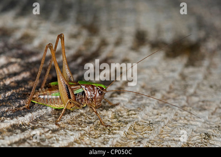 Moor Bush Cricket, Bog Bushcricket (Metrioptera Brachyptera), sitzen auf hölzernen Boden, Deutschland Stockfoto