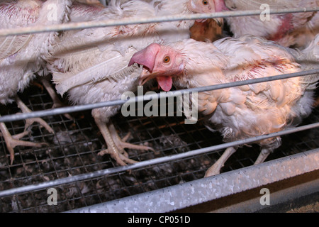 Hausgeflügel (Gallus Gallus F. Domestica), Legehennen in Batterie Bauernhof, Deutschland, Stockfoto