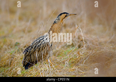 Eurasische Rohrdommel (Botaurus Stellaris), im Winter auf einer Wiese, Deutschland, Nordrhein-Westfalen Stockfoto