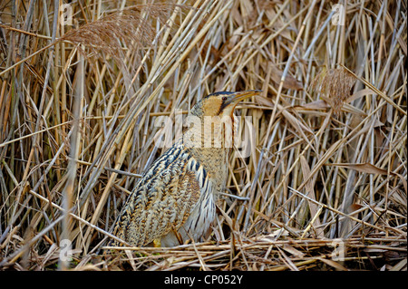 Eurasische Rohrdommel (Botaurus Stellaris), gut getarnt im Schilf, Deutschland, Nordrhein-Westfalen Stockfoto