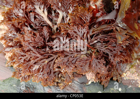 Pfeffer Rotalgen (Laurencia Pinnatifida), eine rote Algen ausgesetzt bei Ebbe, UK Stockfoto