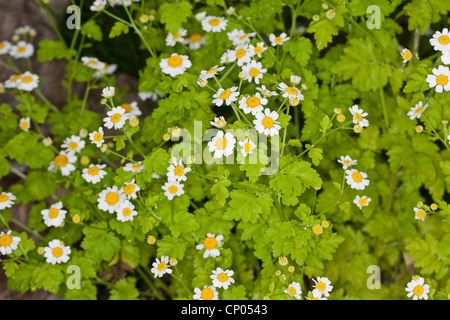 Featherfew, Mutterkraut, Feder-Blatt Rainfarn (Tanacetum Parthenium, Chrysanthemum Parthenium) blühen, Deutschland Stockfoto