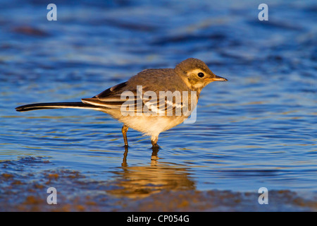 Trauerschnäpper Bachstelze (Motacilla Alba), auf das Futter im flachen Wasser, Deutschland, Rheinland-Pfalz Stockfoto