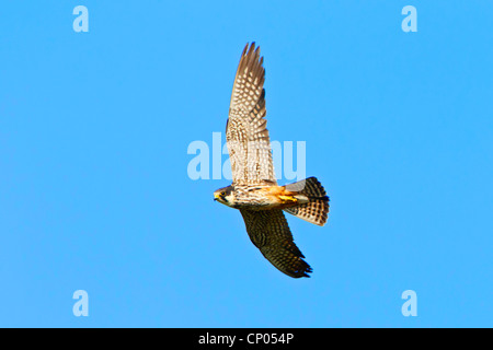nördlichen Hobby (Falco Subbuteo), fliegen, Deutschland, Rheinland-Pfalz Stockfoto