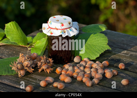 Gemeinsame Hasel (Corylus Avellana), machte ein Glas Nutella selbst erhobenen Haselnüsse, Kakaopulver, Butter und Zucker, Deutschland Stockfoto