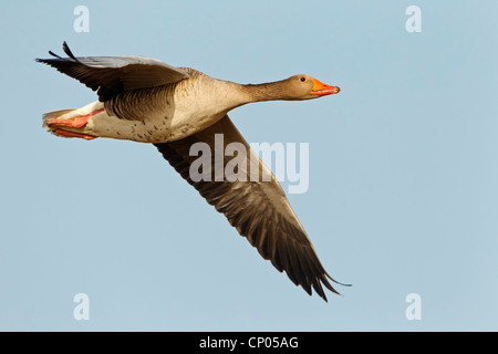 Graugans (Anser Anser), fliegen, Deutschland, Rheinland-Pfalz Stockfoto