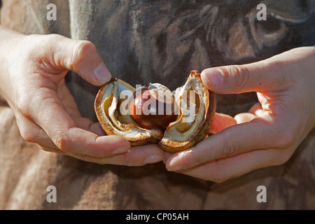 gemeinsamen Pferd Kastanie (Aesculus Hippocastanum), Kind einer conker Stockfoto