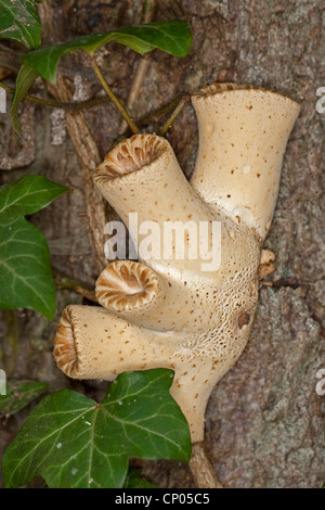 Dryade Sattel, Fasan des hinteren Pilz (Polyporus an), junge Menschen auf einen sterbenden Kastanie, Deutschland Stockfoto