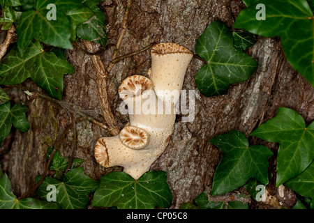 Dryade Sattel, Fasan des hinteren Pilz (Polyporus an), junge Menschen auf einen sterbenden Kastanie, Deutschland Stockfoto