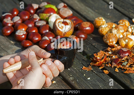 gemeinsamen Rosskastanie (Aesculus Hippocastanum), Herstellung von Seife aus Rosskastanien: Kind Conkers mit einem Nussknacker knacken Stockfoto