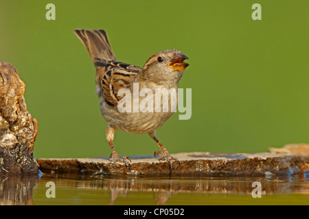Haussperling (Passer Domesticus), Frau sitzt auf dem Wasser Trinken, Deutschland, Rheinland-Pfalz Stockfoto