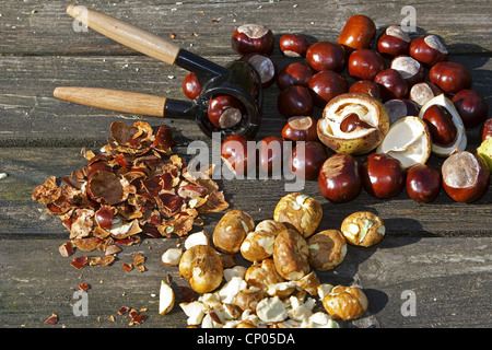 gemeinsamen Rosskastanie (Aesculus Hippocastanum), Herstellung von Seife aus Rosskastanien: Conkers und einen Nussknacker auf dem Tisch Stockfoto