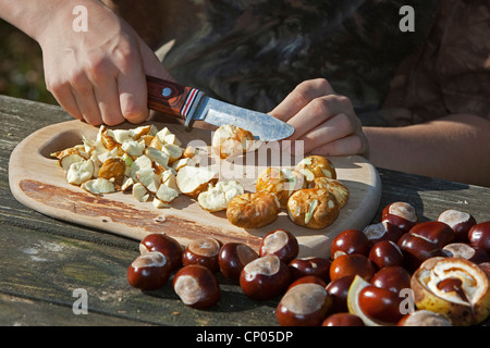 gemeinsamen Rosskastanie (Aesculus Hippocastanum), Herstellung von Seife aus Rosskastanien: Kind trippelnd Conkers mit einem Messer auf ein Schneidebrett Stockfoto