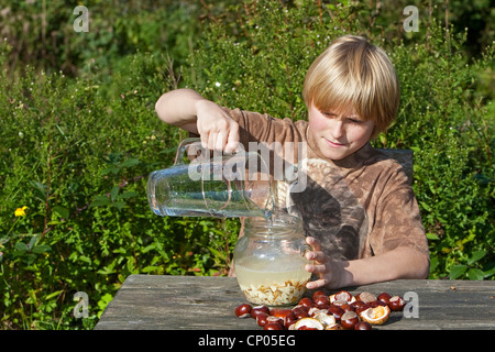 gemeinsamen Rosskastanie (Aesculus Hippocastanum), Herstellung von Seife aus Rosskastanien: junge füllen Wasser und gehacktem Conkers in ein Glas, Deutschland Stockfoto