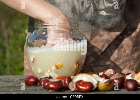 gemeinsamen Rosskastanie (Aesculus Hippocastanum), Herstellung von Seife aus Rosskastanien: Kind Mischen von Wasser und gehacktem Conkers, Deutschland Stockfoto