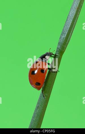 sieben-Punkt-Marienkäfer, Sevenspot Marienkäfer, 7-Punkt Marienkäfer (Coccinella Septempunctata), kriecht entlang einem Grashalm, Deutschland Stockfoto