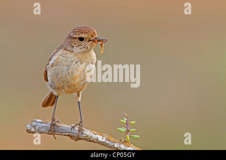 Kanarischen Inseln zu chatten, im Schnabel, endemisch auf den Kanarischen Inseln, Kanarische Inseln, Fuerteventura Fuerteventura Chat, Fuerteventura Schwarzkehlchen (Saxicola Dacotiae), Weiblich, auf einem Ast mit Würmer Stockfoto