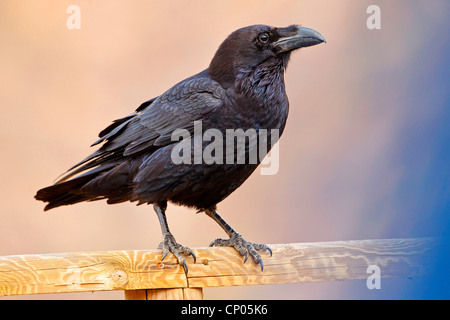 Nordafrikanischer Rabe (Corvus corax tingitanus, Corvus tingitanus), auf einem Holzzaun sitzend, Kanarische Inseln, Fuerteventura Stockfoto