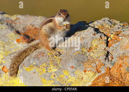 Barbary Grundeichhörnchen, nordafrikanischen Erdhörnchen (Atlantoxerus Getulus), sitzen auf den Felsen mit der Nahrung in den Pfoten, Spanien, Kanarische Inseln, Fuerteventura Stockfoto